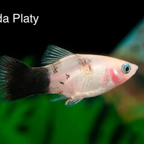 IMG_0988 Panda Platty