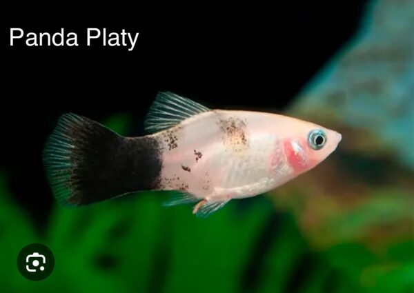 Panda Platty