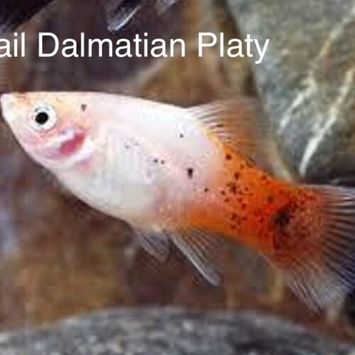 IMG_0989 Redtail Dalmata Platty