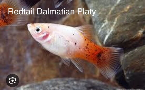 Redtail Dalmata Platty