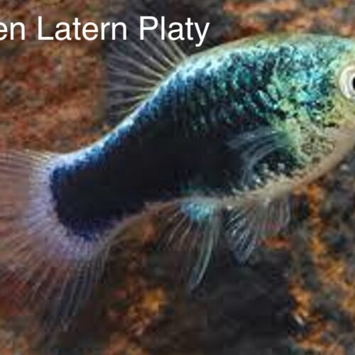 IMG_0990 Platty Linterna Verde, Green Latern Platty