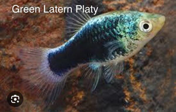 Platty Linterna Verde, Green Latern Platty