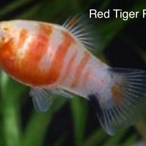 IMG_0991 Platty Tigre Rojo (Red Tiger Platty)