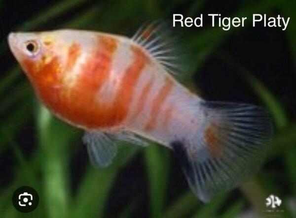 Platty Tigre Rojo (Red Tiger Platty)