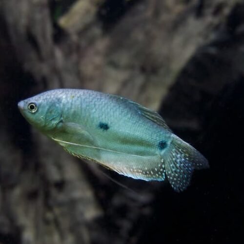 Gourami Azul Pez Gourami Azul