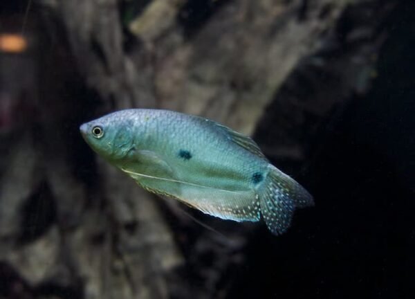 Pez Gourami Azul