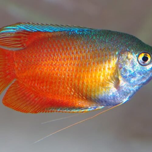 Gourami Enano Pez Gourami Enano