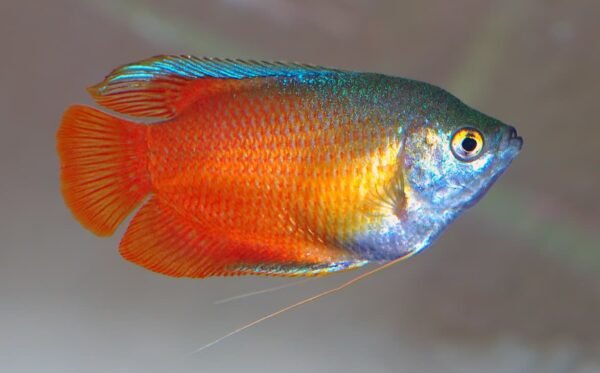 Pez Gourami Enano