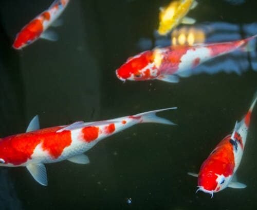 Pez Koi Pequeno Pez Koi